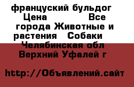 француский бульдог › Цена ­ 40 000 - Все города Животные и растения » Собаки   . Челябинская обл.,Верхний Уфалей г.